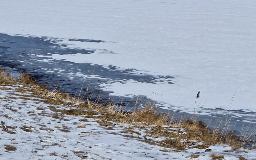 Vass och snötäckt strandkant vid Viken